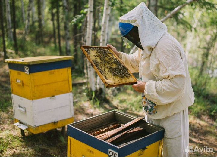 2024 Мед натуральный из Алтая опт