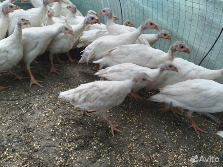 Цыплята цесарки