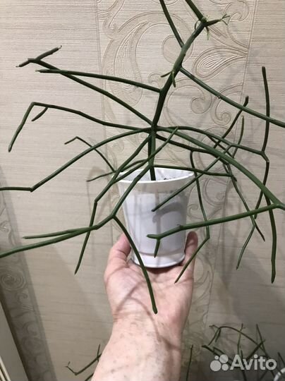 Молочай тирукалли