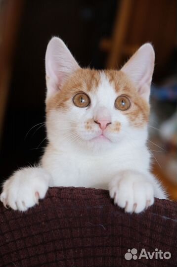 Игруша и ласкуша