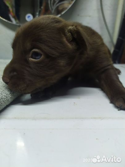 Собака в добрые руки, ещё маленькие