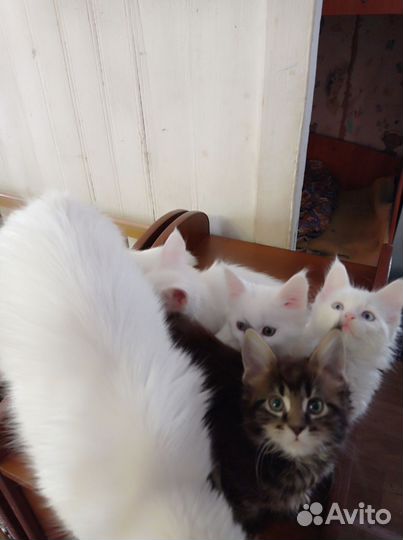 Котята мейн-кун