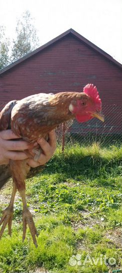 Молодые петухи