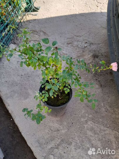 Почвопокровная роза«Фэйри» (саженцы)