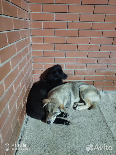 Девочки ищут дом