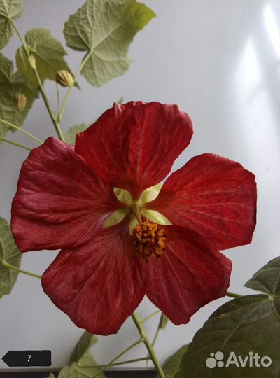 Абутилоны, гибискусы (укорененные черенки)