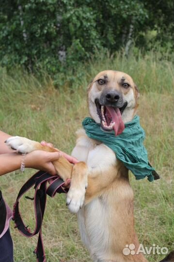 Собака в добрые руки отдам бесплатно