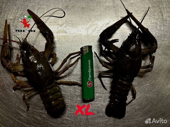 Саратовские раки юао