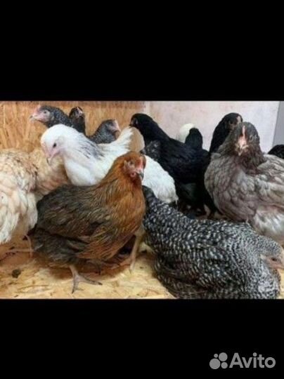 Куры несушки