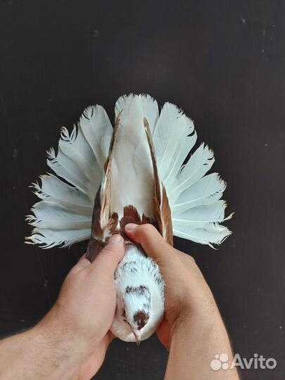 Николаевские голуби Донецкой селекции и мелитополь