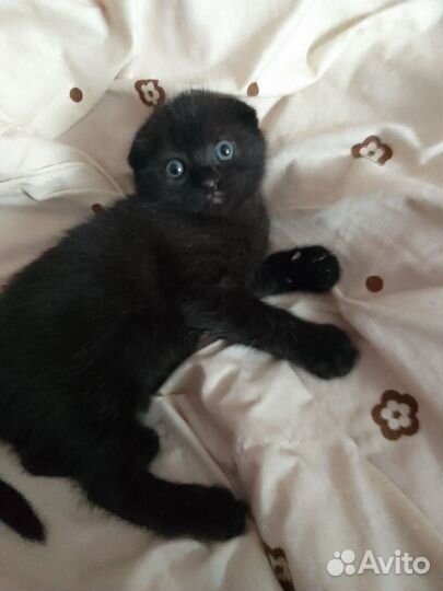 Шотландские котята черный и серый