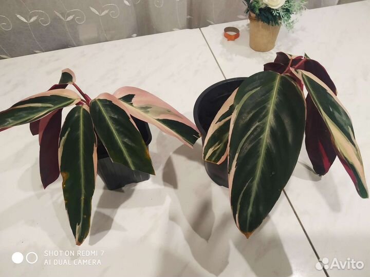 Строманта триколор