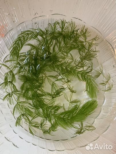 Растения в аквариум и рыбки гуппи