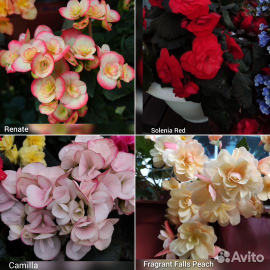 Ампельная бегония и бегония элатиор