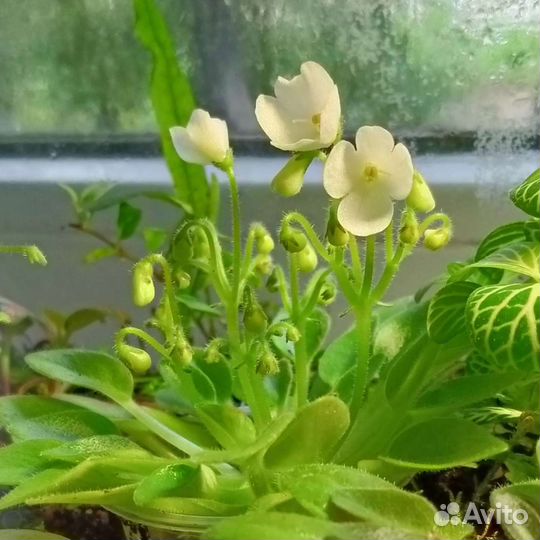 Растения для флорариума