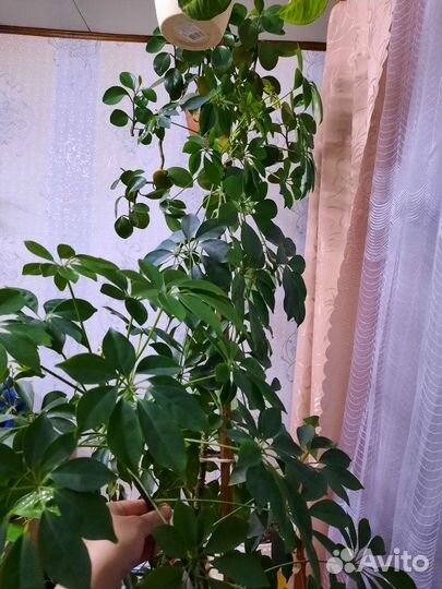 Шефлера детка