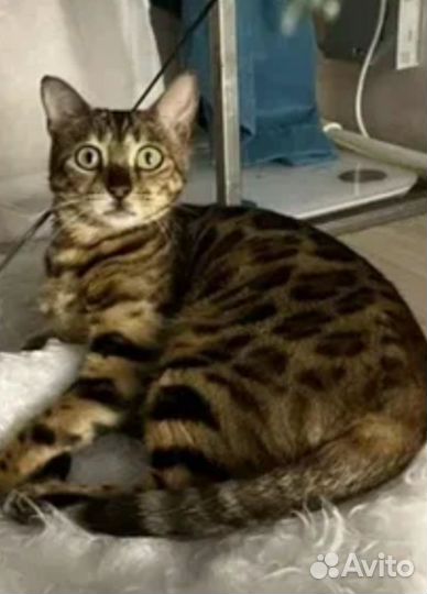 Бенгальская