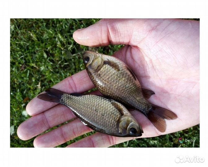 Живец карась