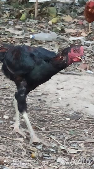 Бойцовский петух