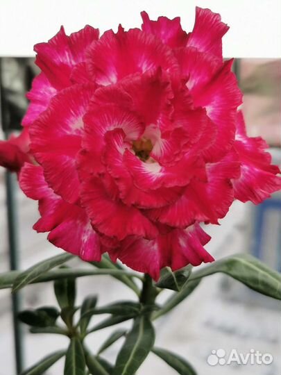 Привитые сортовые Адениумы