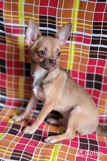 Чихуахуа г/ш рыженький мальчик