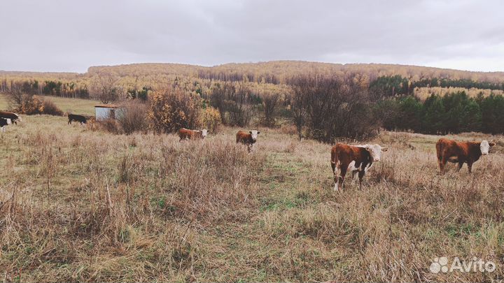 Телята бычки телки