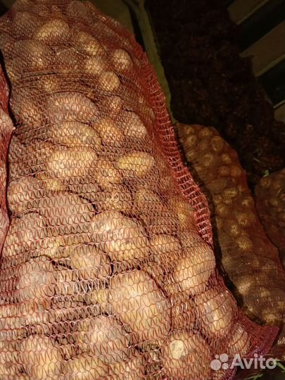 Продам картофель оптом