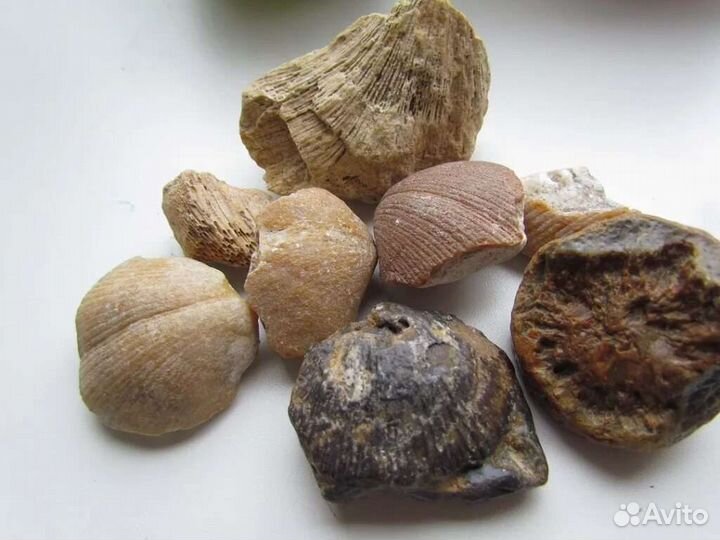 Экскурсия к месту залегания окаменелостей