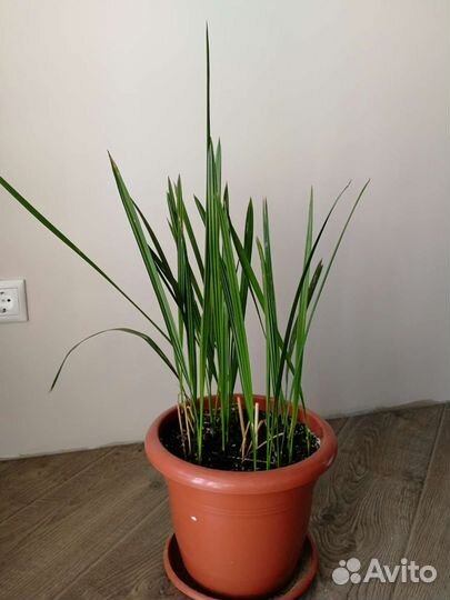 Финиковая пальма