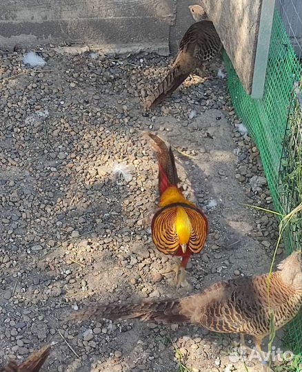 Фазаны (Золотые, Лимонные)