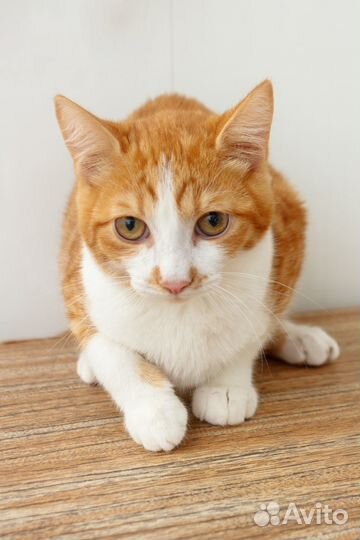 Молодой котик