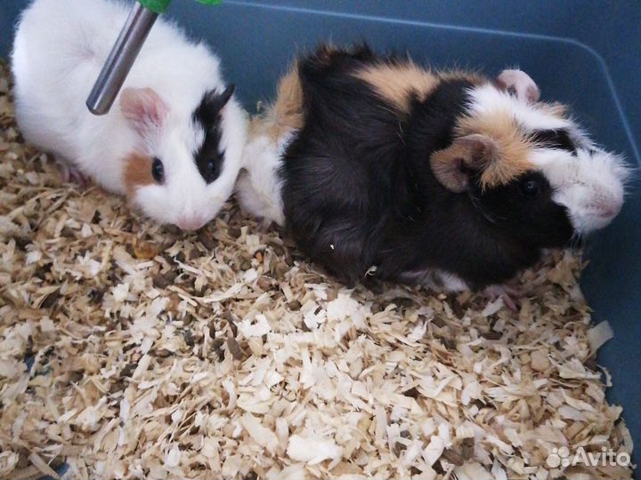 Морские свинки