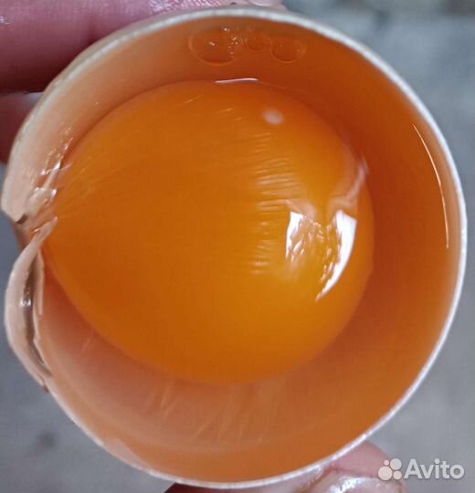 Яйцо куриное