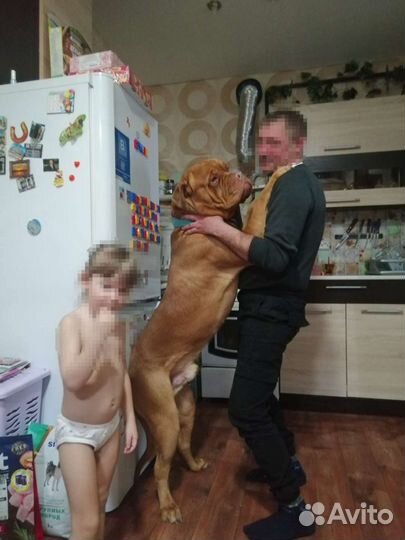 Бордоский дог вязка