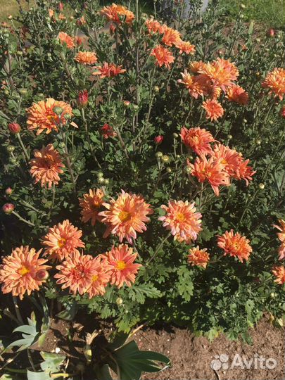 Хризантема