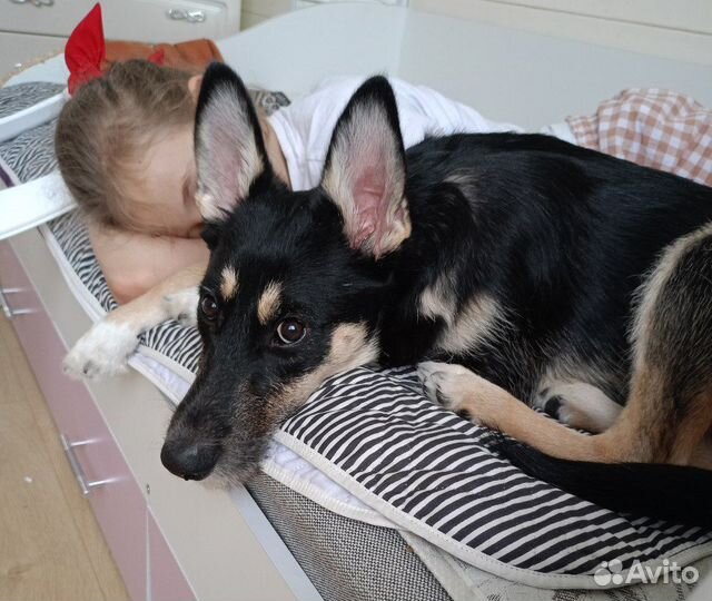 Щенок в добрые руки