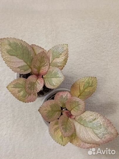 Комнатные растения 3