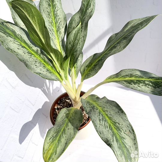 Аглаонема эмеральд грей