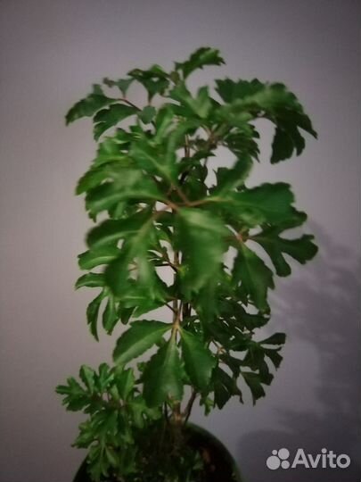 Бегония, хлорофитум, полисциас