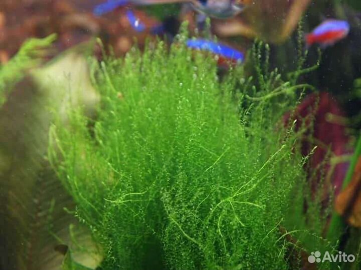 Новая прополка Аквариумные растения
