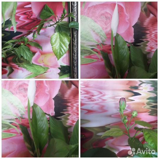 Комнатные цветы