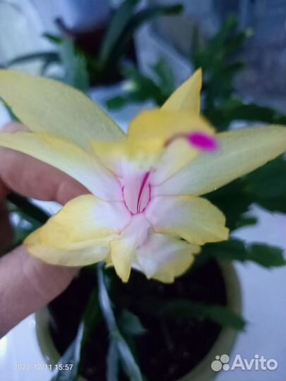 Декабрист шлюмбергера