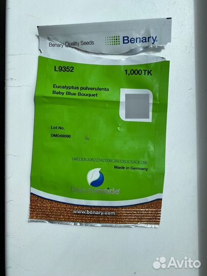 Эвкалипт саженец