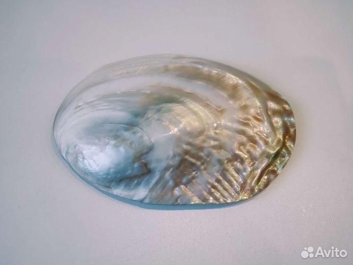 Морские ракушки раковины