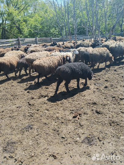 Овцы и Козы на племя
