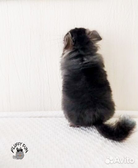 Шиншилла девочка Королевская Персидская Ангора