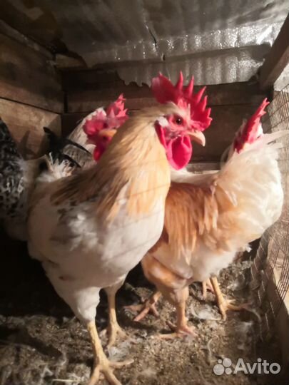 Продам петушков