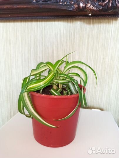 Хлорофитум кудрявый бонни