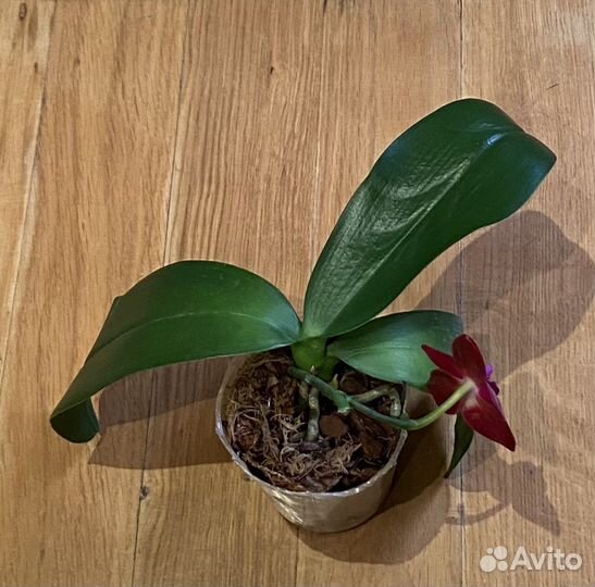 Орхидея фаленопсис