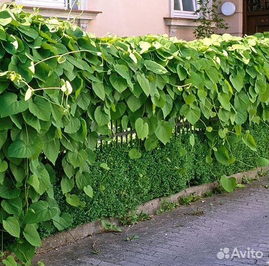 Кирказон саженцы для украшения сада и дома